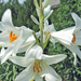 Lilium candidum--Fehér liliom