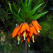 Fritillaria imperialis / Császárkorona