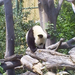 kicsi panda 3