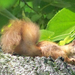 Margit-szigeti mókus