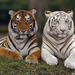 Beng�li tigrisek
