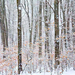 snow-covered-beech-forest 720 blog (Medium)