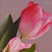 2F images 2F origs 2F 1221 2F pink tulips iv