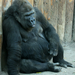 Nyugati síkvidéki gorilla