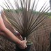 CORDYLINE AUSTRALIS ATROPURPUREA C9L