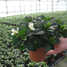 GARDENIA MULTIFLORA 25-30 1L