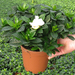 GARDENIA MULTIFLORA 35-40 2,5L