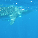 26.march.2010-whaleshark tour-Exmouth (77)