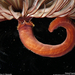 Hawaiian Worms, Unfurled Fancy