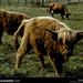 Highland Cattle, Inverness, Scotland, 1977