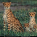 okavango-cheetah-and-cubs-644039-sw (Medium)