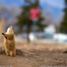 urban-prairie-dog-081209-sw (Medium)