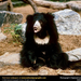 asiatic-sloth-bear (Medium)