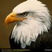 bald-eagle-head (Medium)