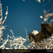 bald-eagle-in-tree (Medium)