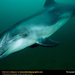 bottlenose-dolphin-diving (Medium)