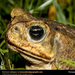 cane-toad (Medium)