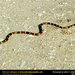 coral-snake (Medium)