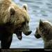 grizzly-bear-cubs (Medium)