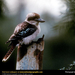 kookaburra (Medium)