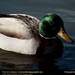 mallard-duck (Medium)