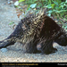 porcupine (Medium)