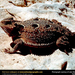 short-horned-lizard (Medium)