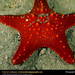 starfish (Medium)