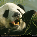 giant-panda-eating (Medium)