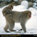 japanese-macaque (Medium)