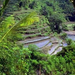 Bali rizsföld