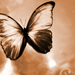 Butterfly Wallpaper