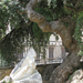 Carrara0101 olivetree