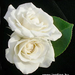 jardine fehér rózsa kitűző