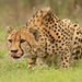 Cheetah 145