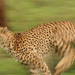 Cheetah 168