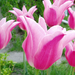 tulipán kelyhek