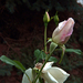 DSCF0212(rózsa)