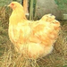 buff orpington large