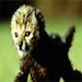 okavango-cheetah-baby-637766-mn