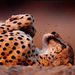 cheetah-catnap-637768-ga