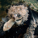 freshwater-turtle-508555-ga