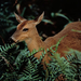 marsh-deer-90694-ga