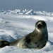 harp-seal-canada-749221-ga