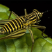 striped-cricket-leaf-690558-ga