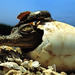 american-crocodile-baby