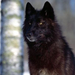 normal Predatory Eyes, Black Wolf