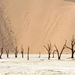 normal Dead Ulei, Namib Desert, Namibia, Africa