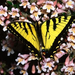 normal Tiger Swallowtail