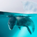 leopard-seal-underwater-1045592-ga